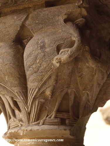 AVES PICOTEÁNDOSE LAS ALAS